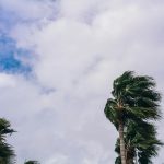 palm trees blowing in the wind on a cloudy day